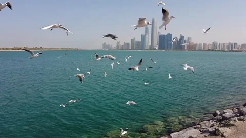 Seagulls of Abu Dhabi - 60 fps Stock Footage 251797441