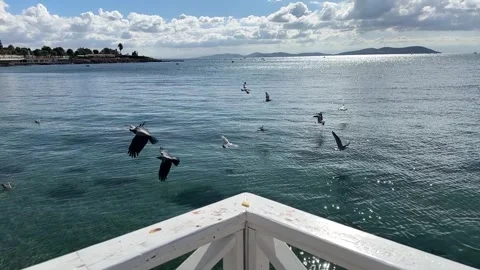Seagulls accompanied by the view of Istanbul Stock Footage 293905140