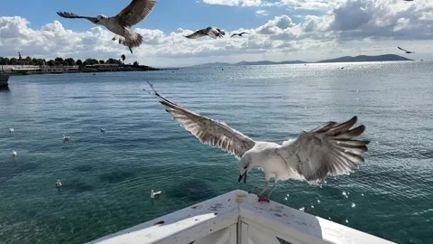 Seagulls accompanied by the view of Istanbul Stock Footage 293905142