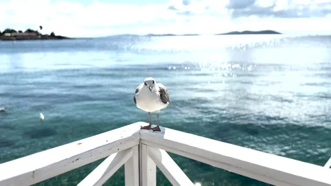 Seagulls accompanied by the view of Istanbul Stock Footage 293905869