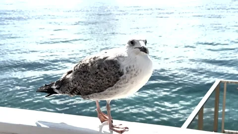 Seagulls accompanied by the view of Istanbul Stock Footage 293906105