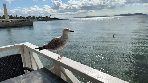 Seagulls accompanied by the view of Istanbul Stock Footage 293906280