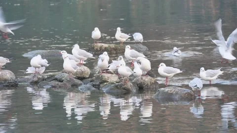 Seagulls on Adda river Stock Footage 167057282