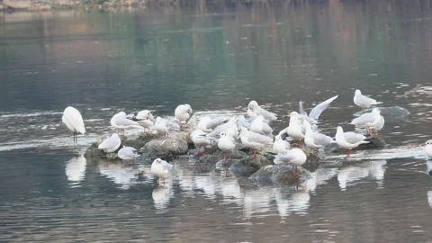 Seagulls on Adda river Stock Footage 167057859