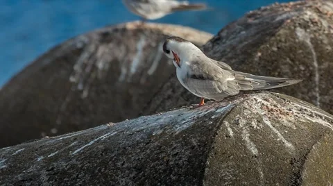 Seagulls in the afternoon, Magic Lantern RAW video Stock Footage 42578392