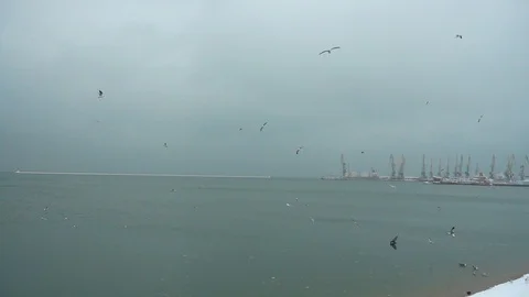 Seagulls against the background of the sky. Slow motion. Shooting in the winter. Stock Footage 100896167