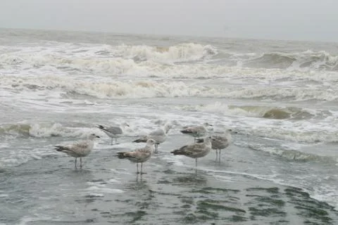 Seagulls against the background of waves of the North Sea Stock Photos