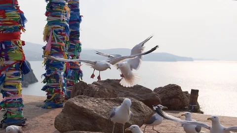 Seagulls against shamanic columns Stock Footage 99102461