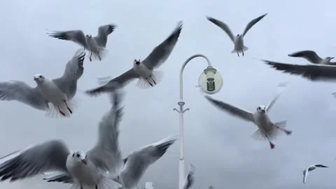 Seagulls in the air Stock Footage 327973009