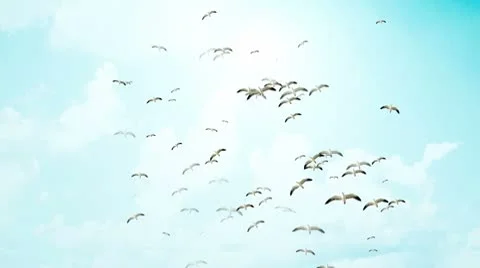 Seagulls (alpha matte included) Stock Footage 8928864