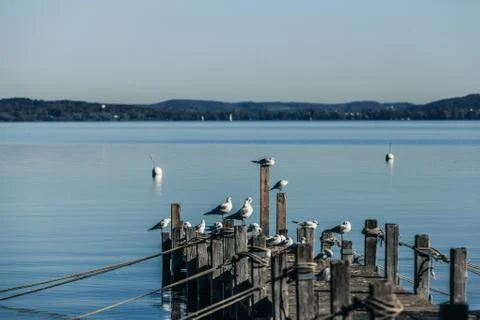 Seagulls on Ammersee Stock Photos