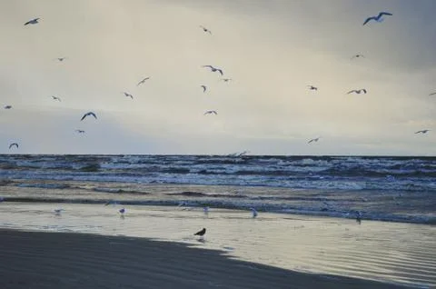 Seagulls and baltic. Stock Photos
