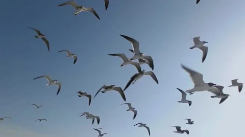 Seagulls And Birds Flying In Group On Blue Sky Super Slow Motion Stock Footage