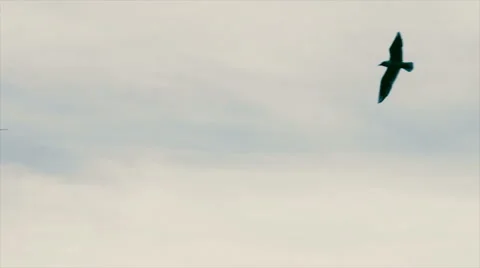 Seagulls and Clouds in Slow Motion Stock-Footage 60936919