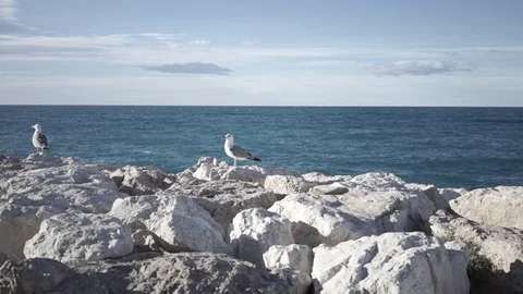 Seagulls and coast Stock Footage 89699953