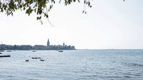 Seagulls and Croatia Stock Footage 77679138