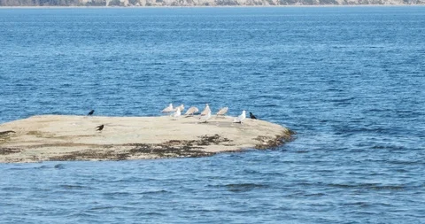 Seagulls and crow Stock Footage 127547133