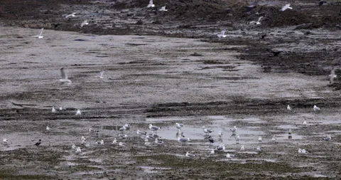 Seagulls and crows fly in the city Stock Footage 220667944