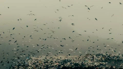 Seagulls and crows fly, eating food waste. Slop densly lie. Видео 123876272