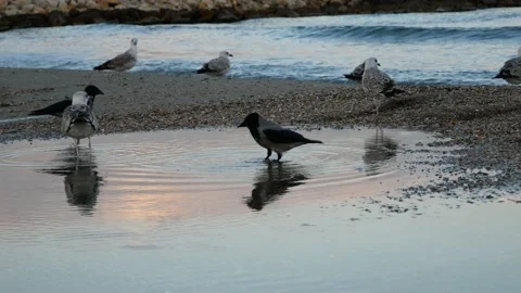 Seagulls and crows walking on beach during sunset Stock Footage 141811986