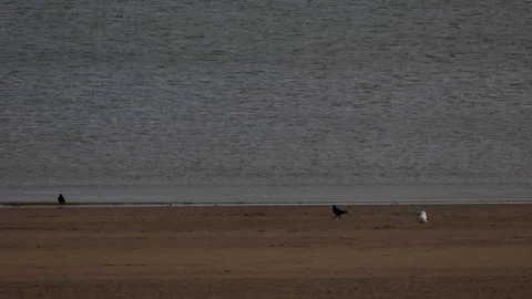 Seagulls and crows wander along a quiet sandy beach by calm water in Swansea Video stock 339907533