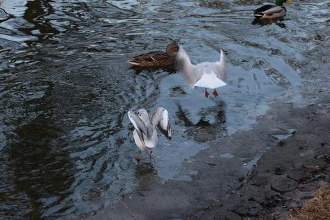 Seagulls and duck interact on the edge of a partially frozen pond in winter Stock Photos