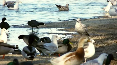 Seagulls And Ducks With Audio Stock Footage 10679872