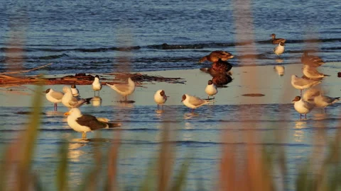 Seagulls and ducks flocking on a beach at sunset Stock Footage 339551899
