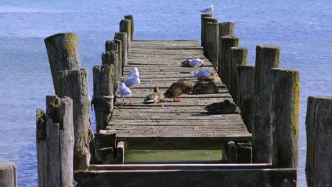Seagulls and ducks on an old, dilapidated boat dock Stock Footage 345081017