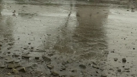 Seagulls and Ducks in Shallow Waves at Low Tide Stock Footage 77248498