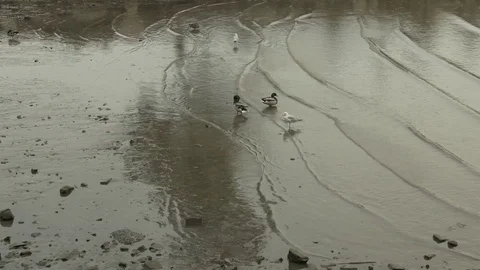 Seagulls and Ducks in Shallow Waves at Low Tide Stock Footage 77364812