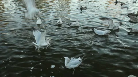 Seagulls and ducks on the water Video stock 12503539