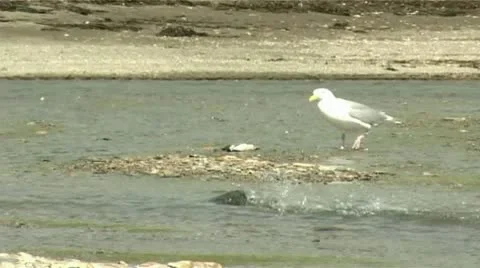 Seagulls and fish Stock Footage 9118326