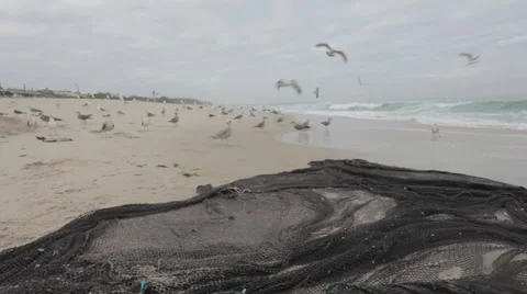 Seagulls and fish on a net Stock Footage 49505390