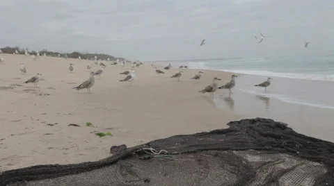 Seagulls and fish on a net Stock Footage 49507284