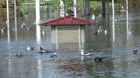 Seagulls and Flooding Stock Footage 265341178