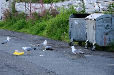Seagulls and Garbage Containers Foto stock