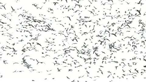 Seagulls and grayskies Stock Footage 12235554