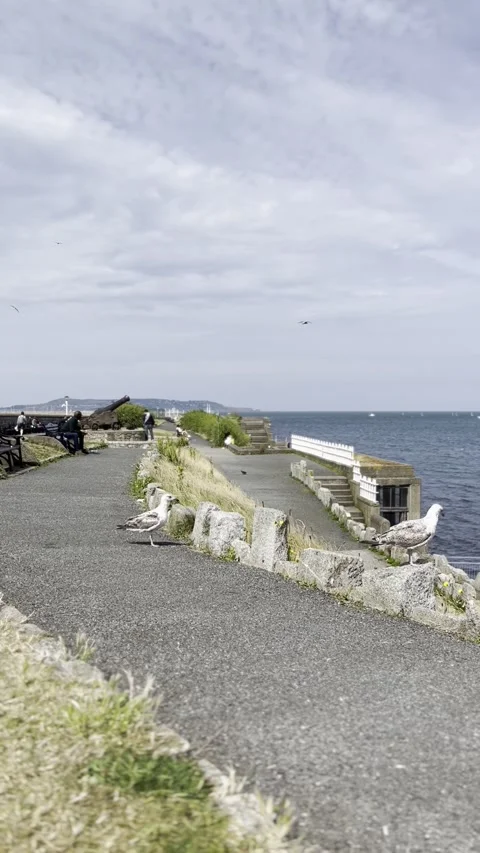 Seagulls and the harbour. Stock Footage 285337401
