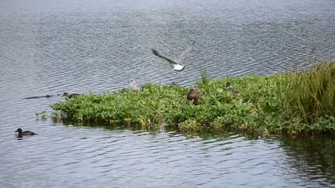 Seagulls and mallard ducks on small green patch out on pond water in summer Vídeos de archivo 79691452