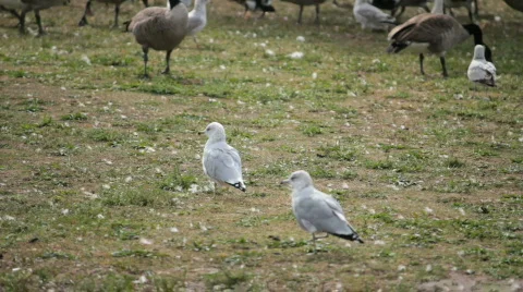 Seagulls and more Видео 847247