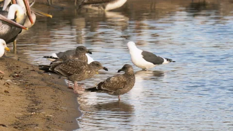 Seagulls and pelicans on the beach close to the water Stock Footage 221583782