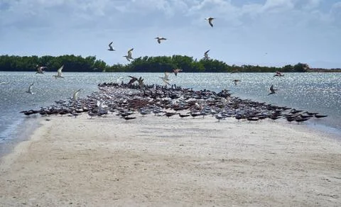 Seagulls and pelicans flying at the beach. Coche Island. Venezuela Stock Photos