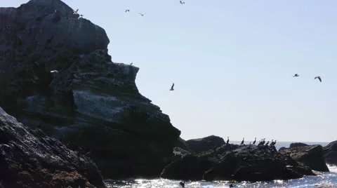Seagulls and Pelicans On Rocks Stock Footage 1038130