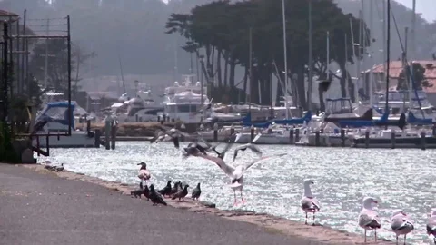 Seagulls and pigeons at a dock Stock Footage 92473857
