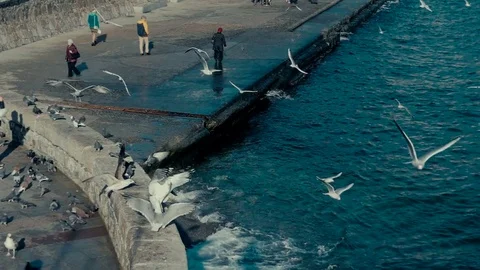 Seagulls and pigeons Video stock 84036331