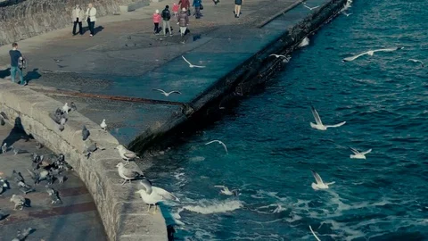 Seagulls and pigeons Video stock 84036656