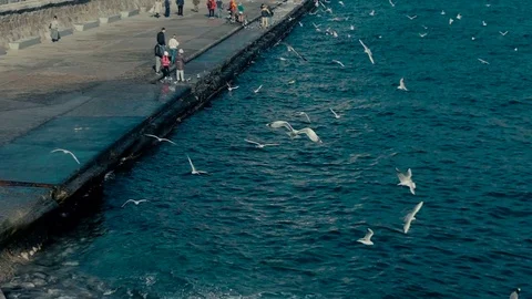 Seagulls and pigeons Stock Footage 84037253