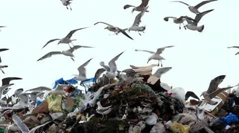 Seagulls and pollution Stock Footage 12235792