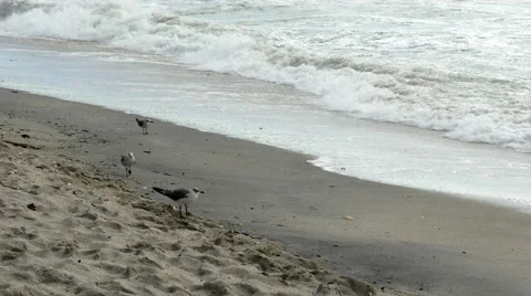 Seagulls and sandpipers dodge waves, 4K Stock Footage 48430537